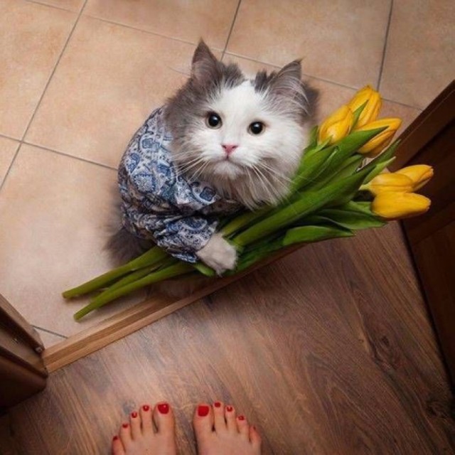 Котовторник