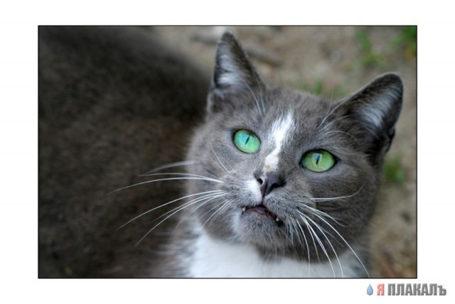 Коты, кошки, котята