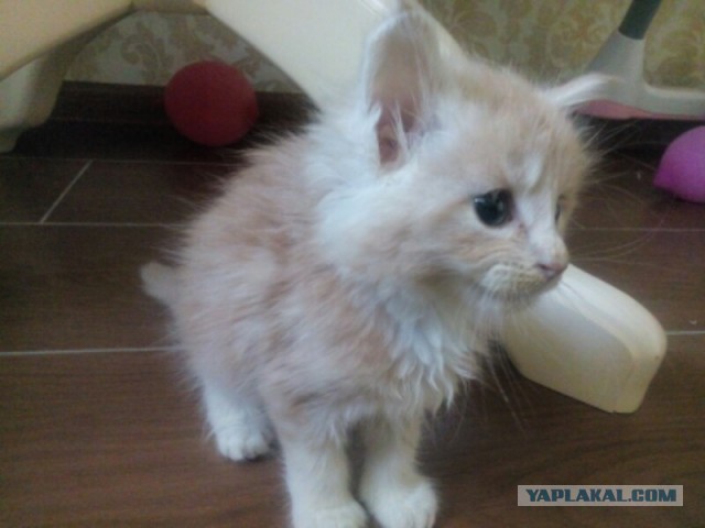 Пр корма для кошек. Рассуждения