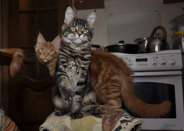 Коты из сети