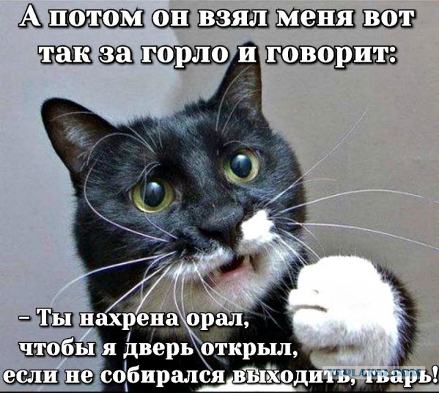 Срочное дело Кота