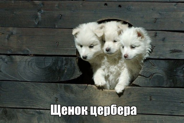 100 картинок для поднятия настроения!