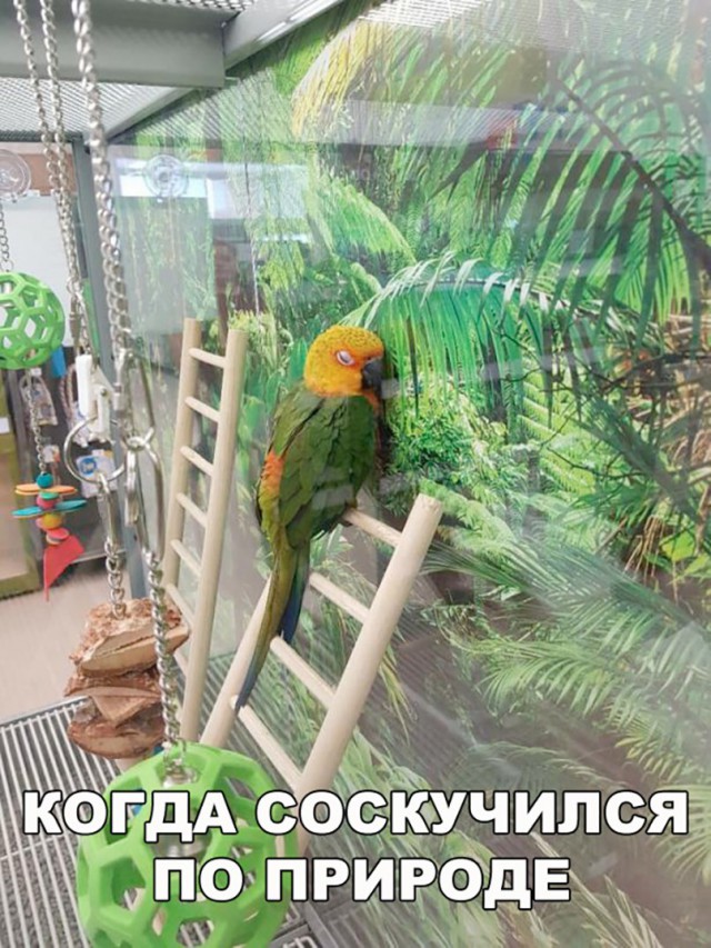 Подборка забавных животных
