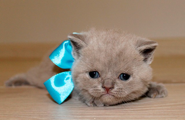 Коты и Кошки