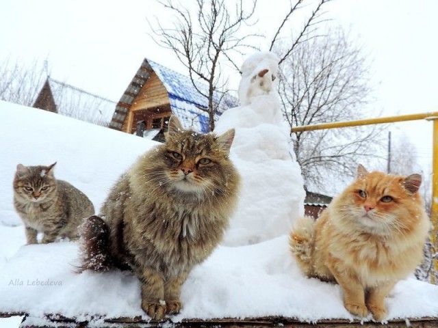 Коты и Кошки