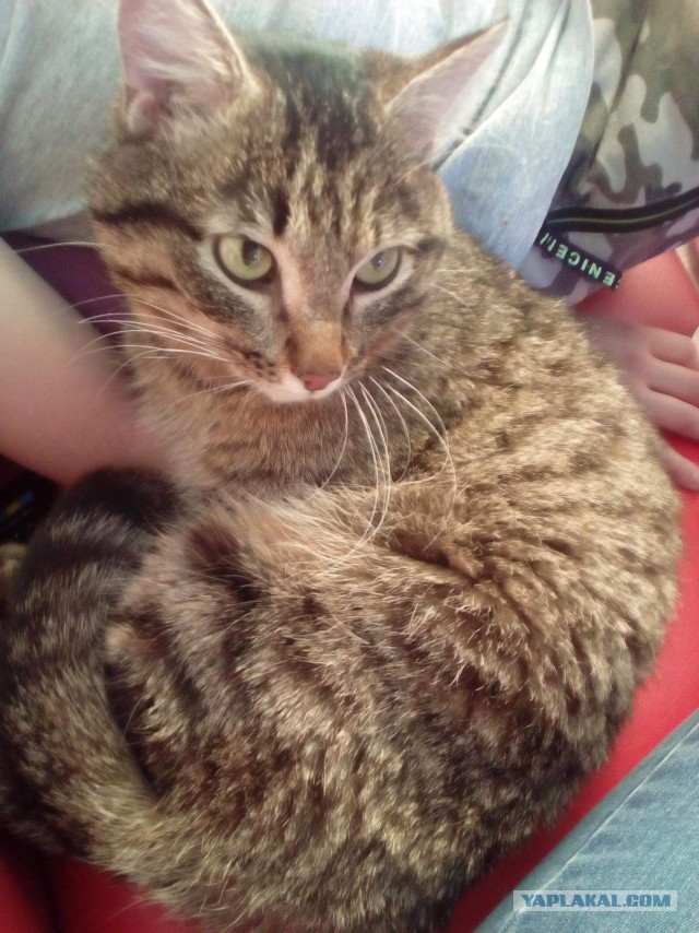 Котовторник 20.03.2018