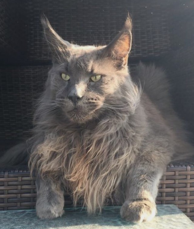 Котовторник 26.06.2018