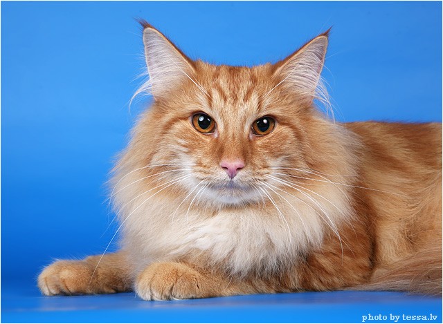 Котовторник на 6 июля