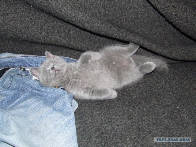 Котовторник, 19 октября