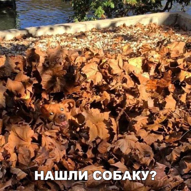 Милые животные. Мимиметр сломался