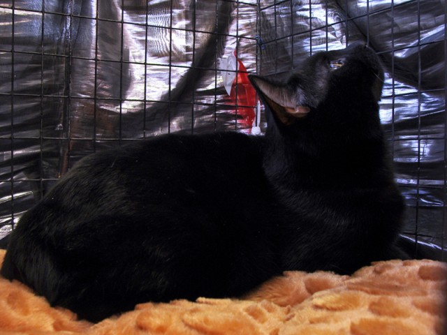 Коты, кошки и котята
