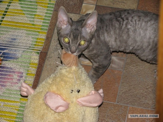 Котейкин вторник! Космический 12.04!