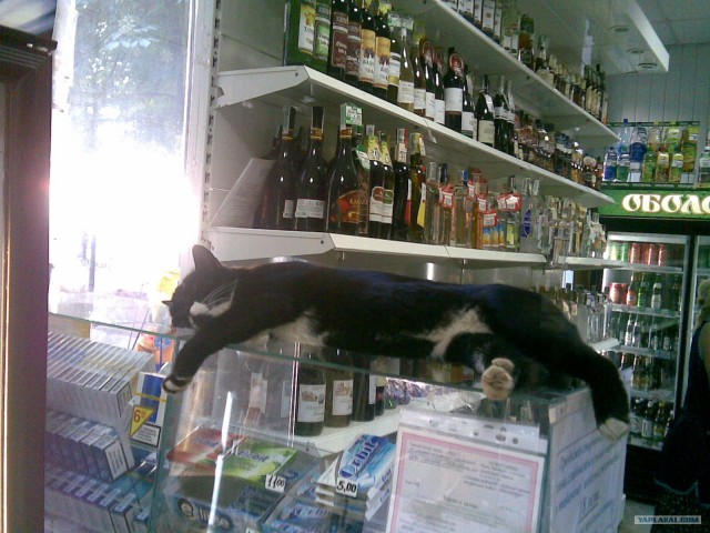 Котовторник с Максом