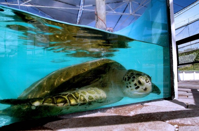 Морская черепаха Андре возвращается в море