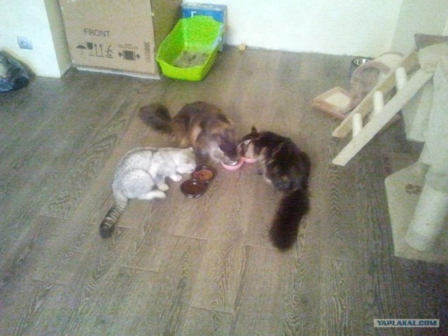 Котовторник так котовторник!