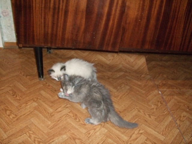 Котовторник 1.11.11