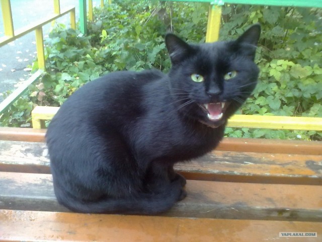 Котовторник 22.11.11
