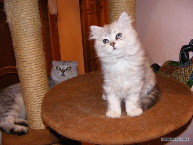 Котовторник (24. 01. 2012 )