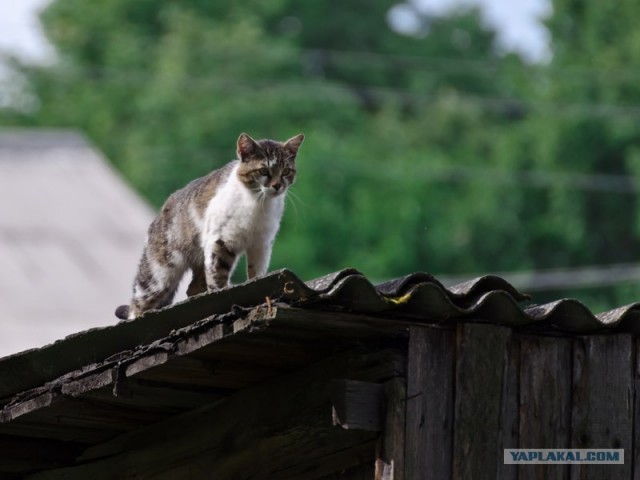 Котовторник   5.06.2012
