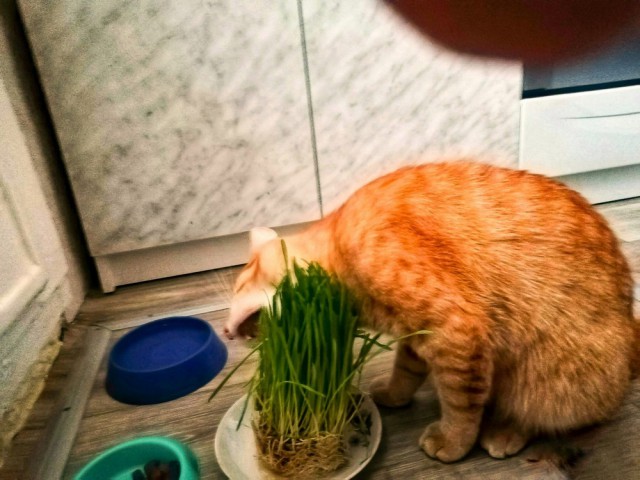 Прикольных котов пост