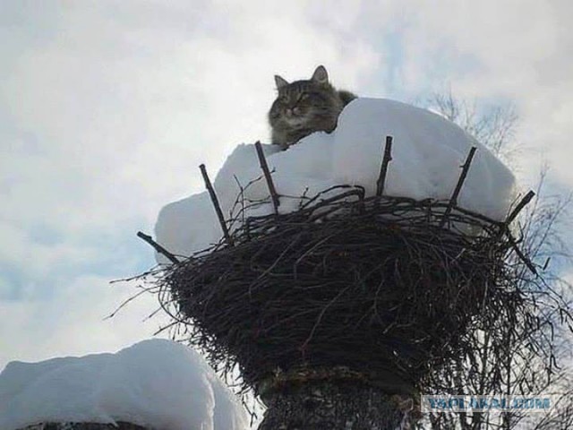 Когда кот проводит время лучше чем ты