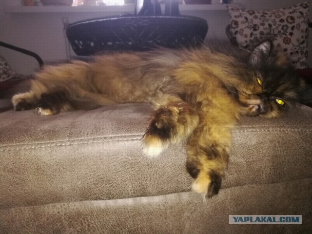 Котовторник 29.01.2019!