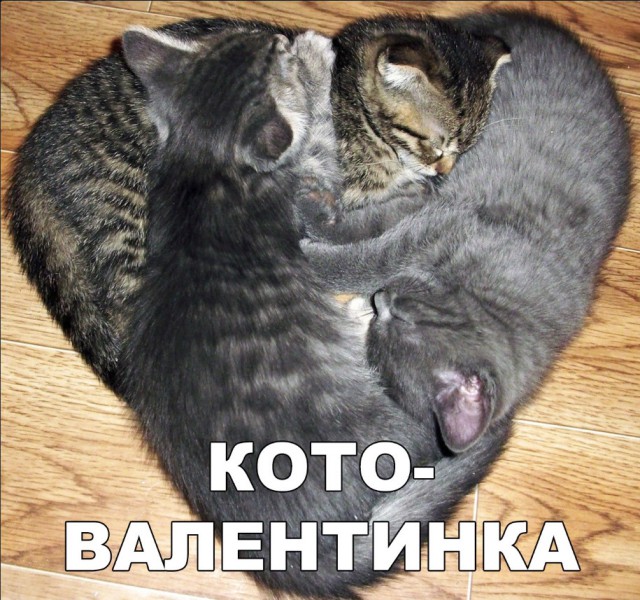 Забавные фото котеек
