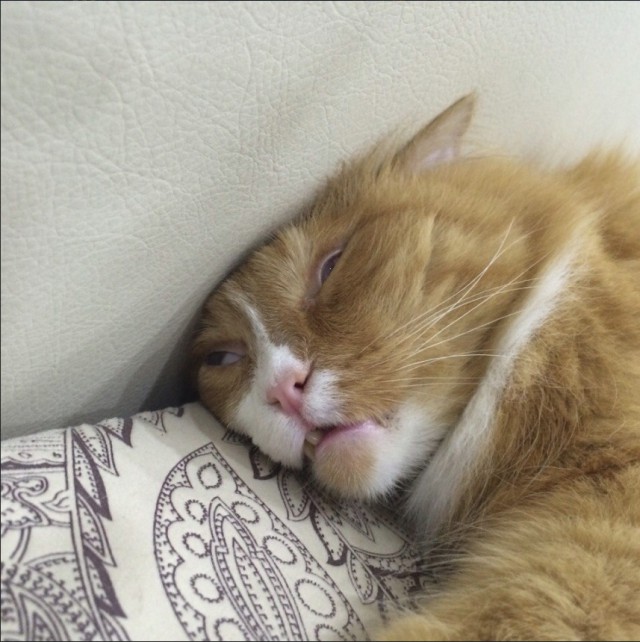 Забавные фото котеек