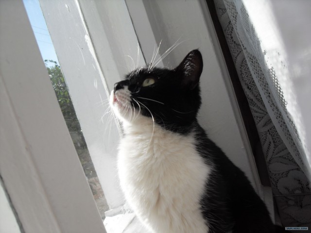 Новогодний Котовторник 01.01.2013