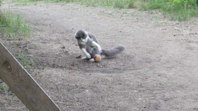 Котовторник! начнем? 04.06.19