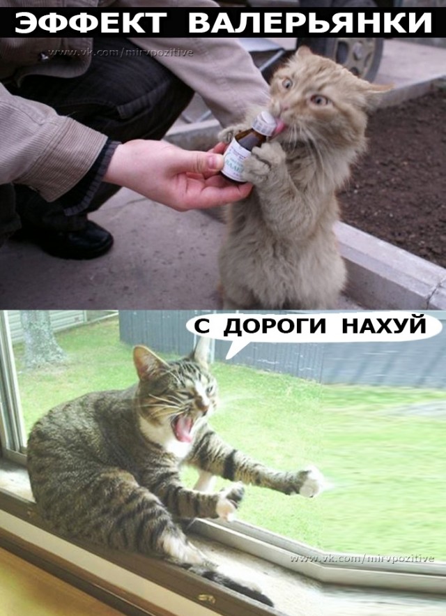 Картинки с надписями, истории и анекдоты