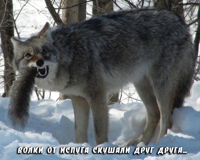 Зверский аппетит