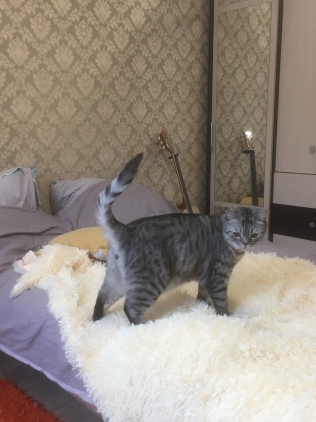 Забавные фото котеек