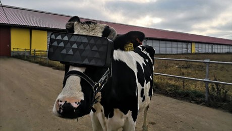 На подмосковной ферме тестируют очки виртуальной реальности для коров