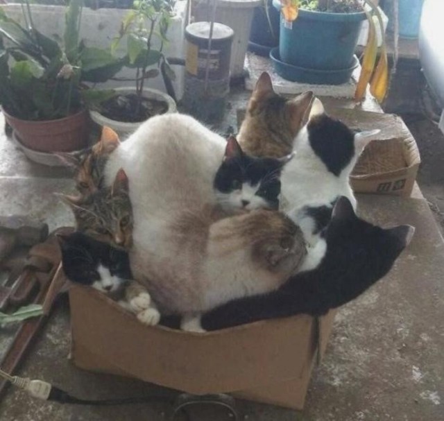 Забавные картинки с котами из сети