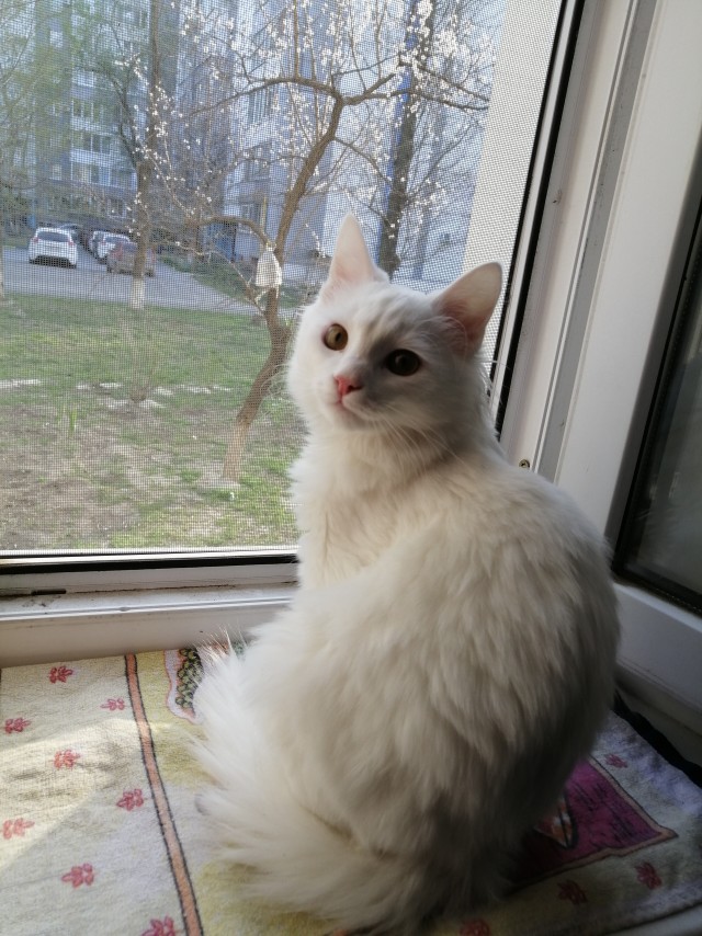 Как я друга на ЯПе нашёл
