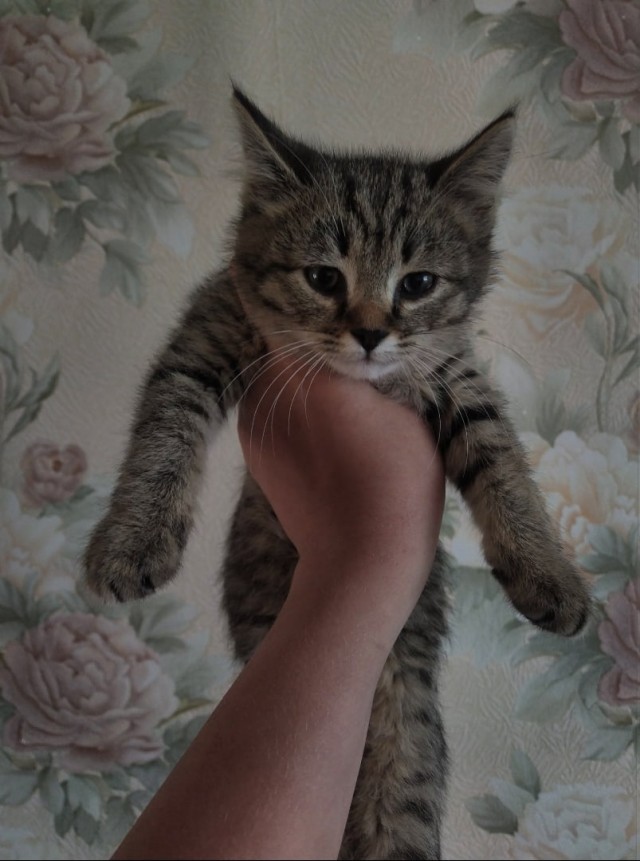 Эти забавные животные