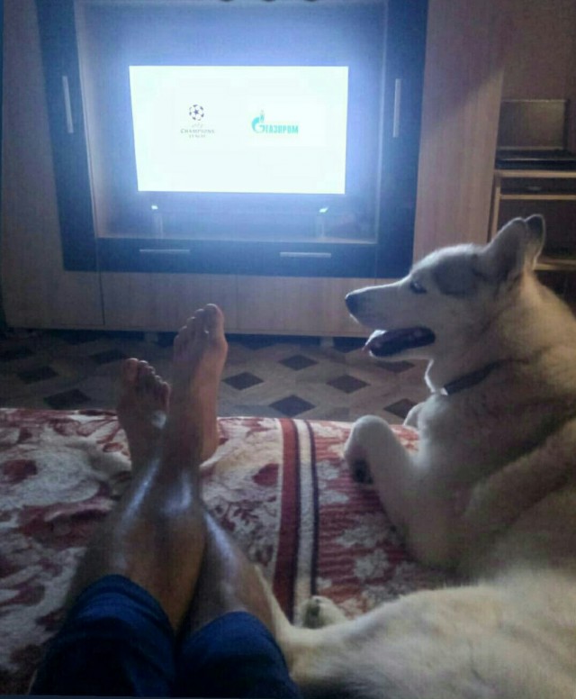 Эти забавные животные