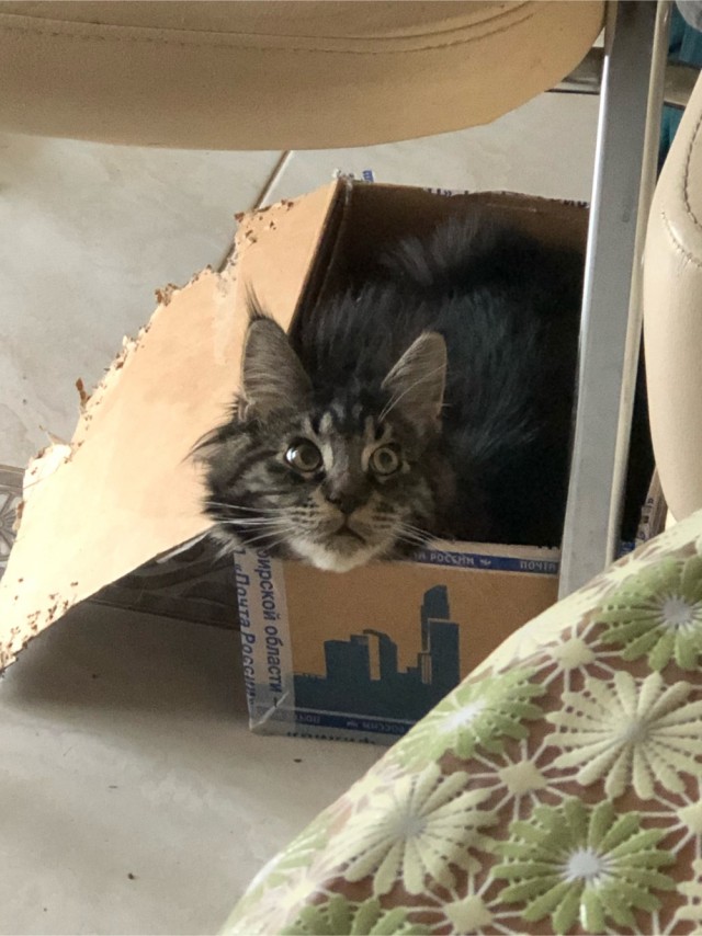 Котовторник. Тара - наше всё!