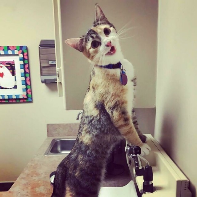 К - Котогеничность