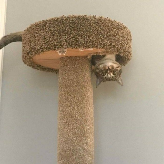 Подборка забавной живности