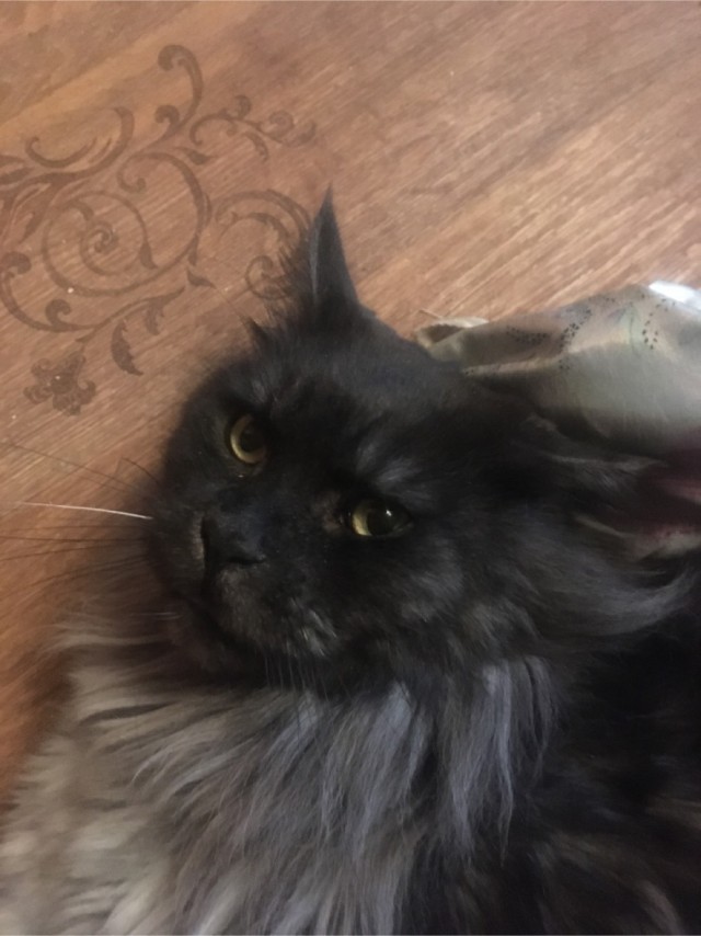 Обидели котеньку...