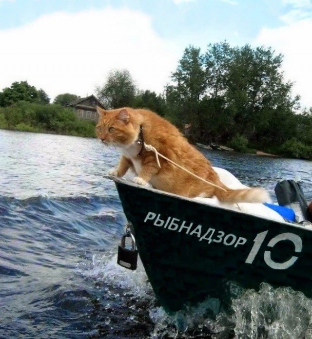 Кошкин день! Я, видимо первый.