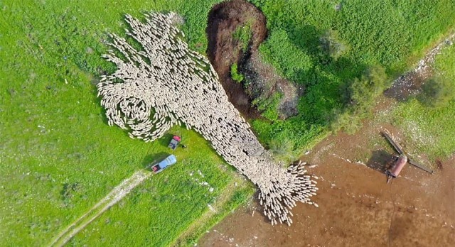 Фотограф с помощью дрона превратил стадо овец в движущееся произведение искусства