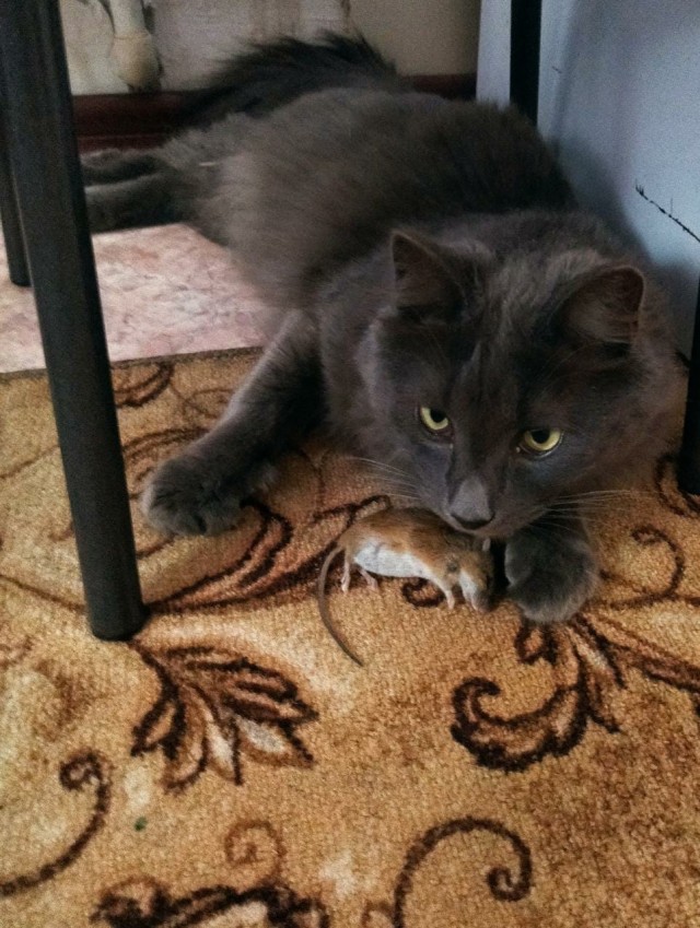К котовторнику