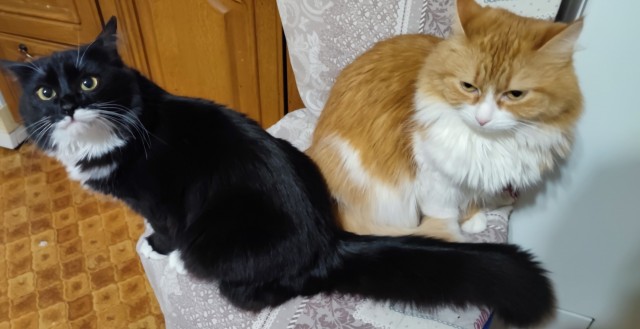 Вторник. Котэ. Пора