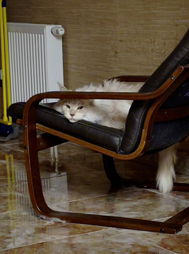 Котовторник 11.01.22