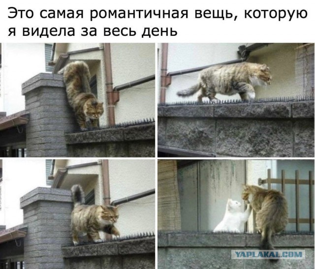 Веселые картинки и видосики