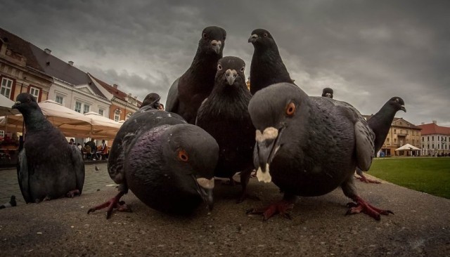 А вы жарите семечки?