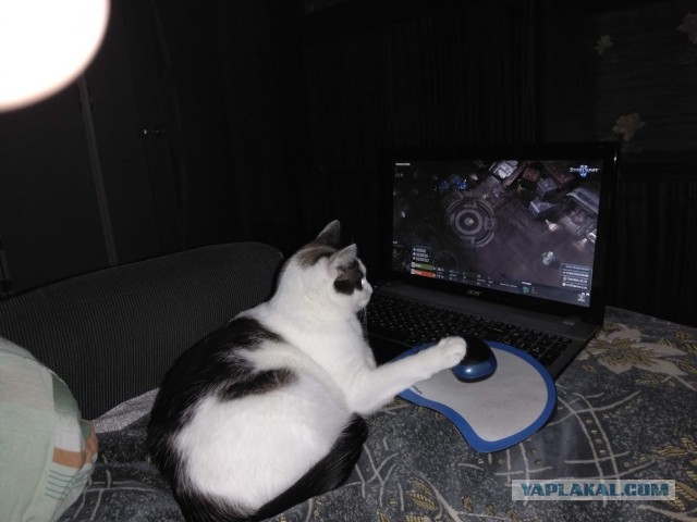 А что это мы котовторник не начинаем? Время пришло!